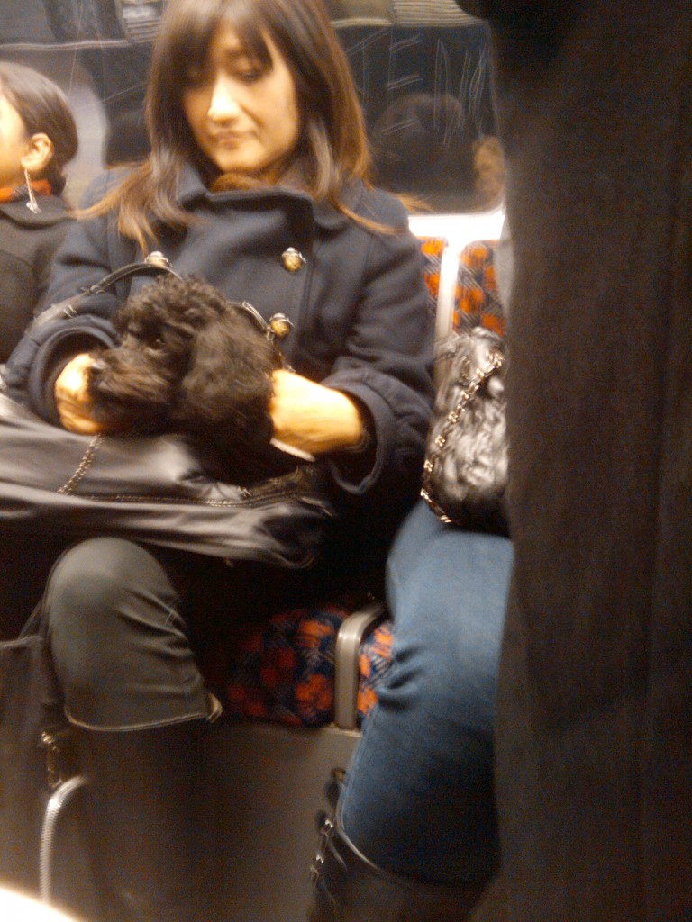 20091125145455_tube-poodle Tube poodle