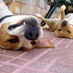 Upside Down Dogs